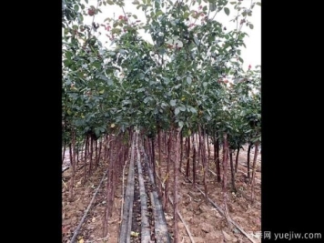 怎样用淘米水浇月季花？