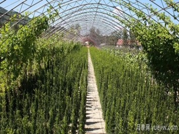 夏季月季的饲养留意事项