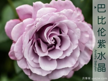 树状月季的简易维护方法