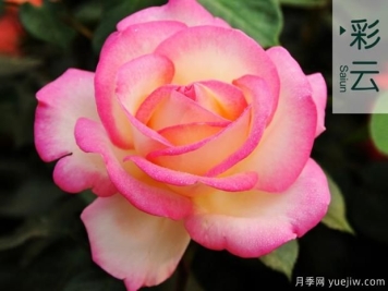 树状月季培养的流胶病防治