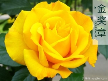 月季移栽定植后怎样做好大棚管理？