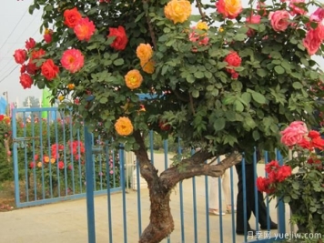 预防月季种植畸形花的工作怎么开展？