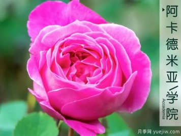 为什么普及率更高的月季没有取代牡丹成为国花？真相原来是这样