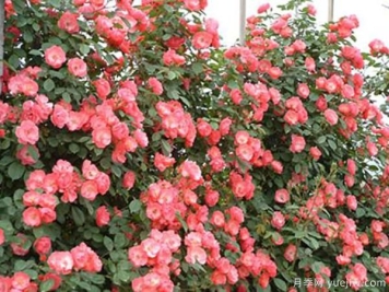 为什么你养的花很难盛开？