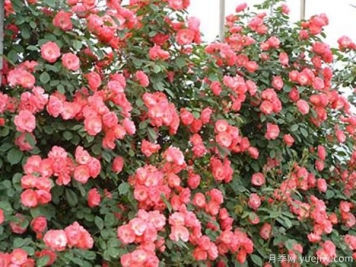 月季修剪后如何施肥？