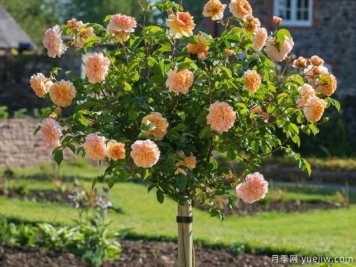 种植树状月季能用石灰吗？