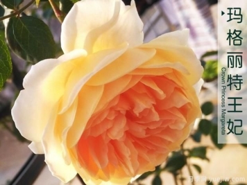 地被月季有哪些类型呀？