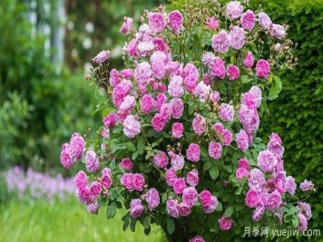 园林种植树状月季要怎样正确施肥？