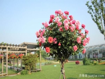 树状月季花苗秋天该不该修剪？