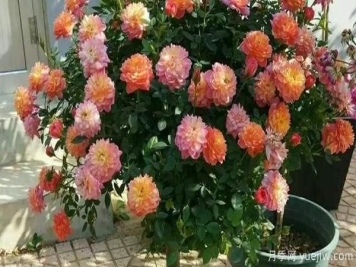 盆栽月季种植中小穴壳花腐病应该怎样防治