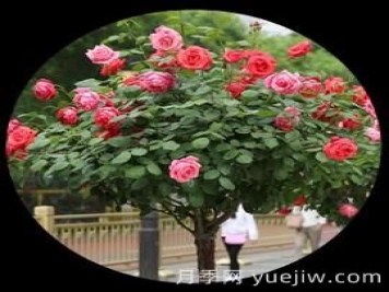 针对月季的炭疽病消除传染源，应该剪除病叶