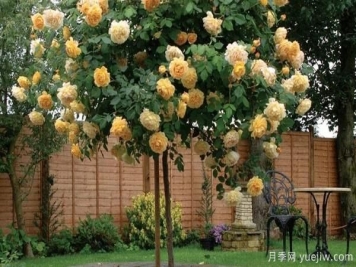 南阳月季小苗上盆的时候，有忌？