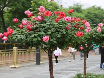寒冷的冬季漂亮的树状月季该如何维护