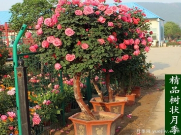 河南月季基地讲述盆栽月季花春天的疏芽