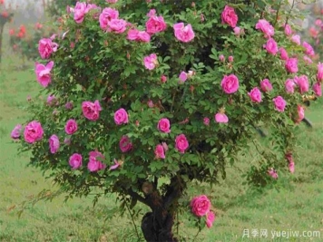 如何防治棒棒糖树状月季栽培过程中的介壳虫侵害？