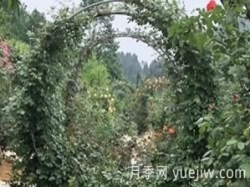 景区的拱形藤本月季是如何形成的，小苗初期都需要压枝头？