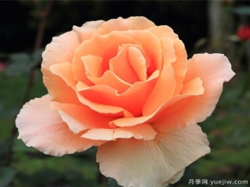 今天给大家分享河南大花月季该如何正确施肥呢？