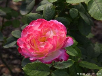 藤本月季修剪技巧简括分哪些？南阳月季来解答