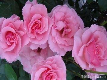 月季花修剪也要讲究办法，快来一起学习吧