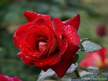 树状月季定植后，要合理的施肥