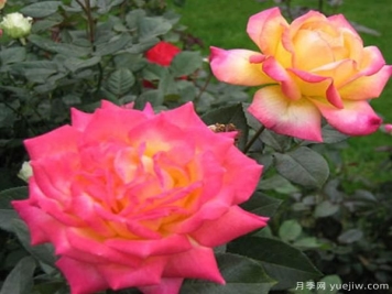 树状月季的灌溉方法是怎样的，来了解下吧