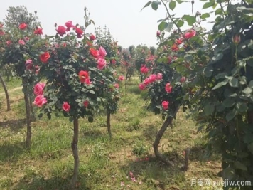 适合新手养的几种藤本月季，快来看下