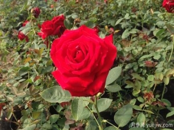 盆栽大花月季，肥料选择的办法是怎样的呢？