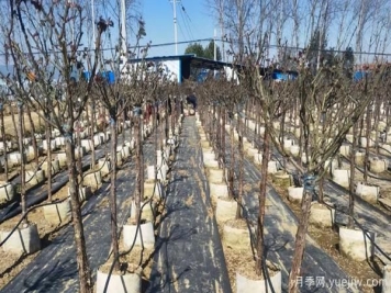 栽种树状月季苗，这三点要注意哦