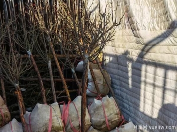 周口盆栽大花月季浇水方面的知识问题！一起来看看