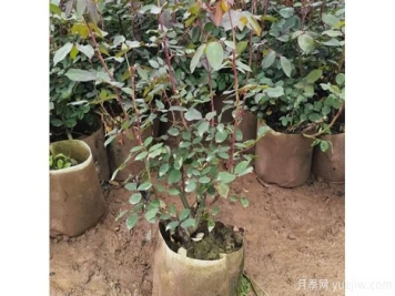 南阳大花树状月季在土壤和肥料方面的选择？