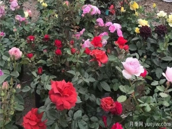 信阳盆栽月季种养的话，具有哪些特点呢？