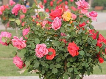 树状月季在小区和城市用到也非常多！