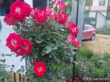 盆栽月季换盆中有什么注意的呢？月季小编和你分享