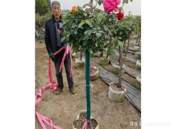 树状月季基的接穗技术，一起跟着小编看看吧