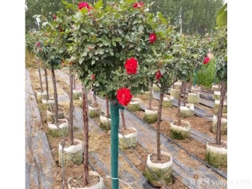 微型盆栽月季的种养方式和步骤，你做对了吗