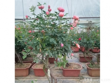 粉扇树状月季开花前应施磷肥和钾肥