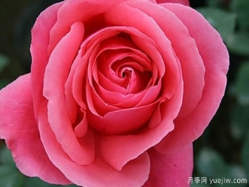 地栽的大花香水月季该怎样养护呢？一起看看吧