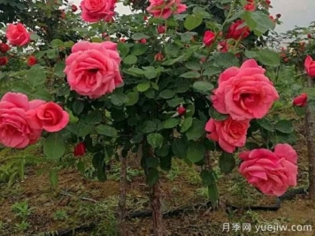 有的树状月季价格堪称天价，这些树状月季的价格到底受什么因素影响？