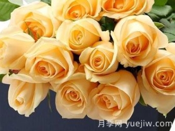 月季基地告诉你切花月季是什么意思呢？什么叫切花月季呢？