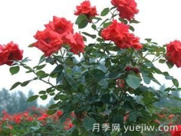 月季的整枝修剪是否得当，直接影响即对衰老该如何修剪呢？