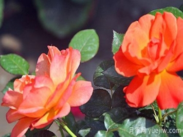 用什么方法能延长月季的开花期