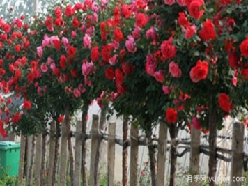 如何把棒棒糖月季能养成树状月季