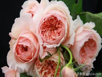 藤本月季怎么施肥，以下技巧来学习吧