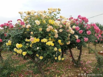 冬季园林绿化带的月季，修剪技巧