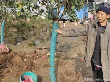 大花月季养根的办法，你知道吗？