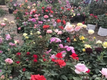 树状月季也比较好养，有什么简单的办法呢？