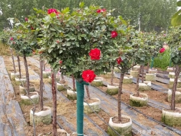 公园树状月季到什么时候重剪呢？