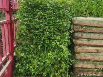 藤本月季长得矮，有什么办法可以转折吗？