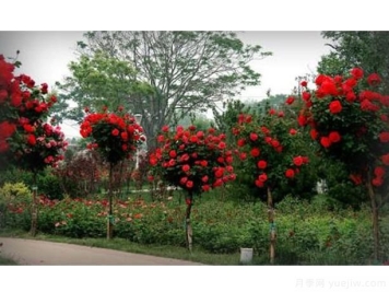 每到夏秋季节，月季不仅光杆还掉落叶子能挽救吗？