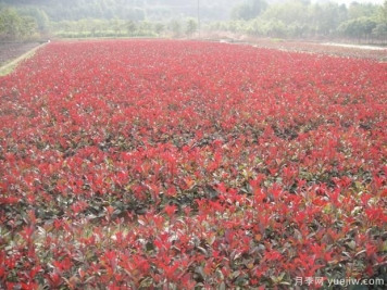 红叶石楠扦插苗的上盆技术